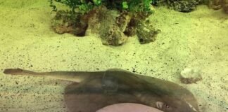 Mantarraya queda embarazada en un acuario, ¿es un tiburón el responsable?