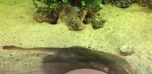 Mantarraya queda embarazada en un acuario, ¿es un tiburón el responsable?