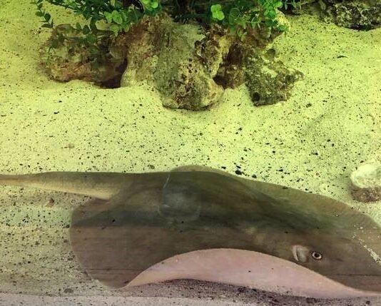 Mantarraya queda embarazada en un acuario, ¿es un tiburón el responsable?