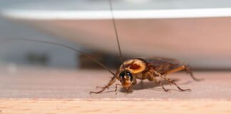 Las cucarachas pueden ser un peligro para la salud: ¿Qué enfermedades transmiten?