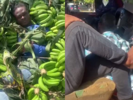 Detenidos por tráfico de personas: haitianos ocultos en camión de guineos