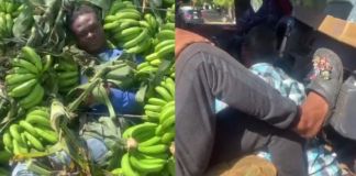 Detenidos por tráfico de personas: haitianos ocultos en camión de guineos