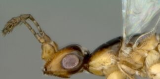 Avispa polinizadora de Ficus religiosa llegó a República Dominicana