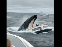 ¡Video Falso! AI creó escena que aterró a cientos de internautas