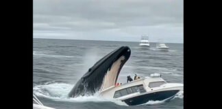 ¡Video Falso! AI creó escena que aterró a cientos de internautas