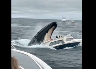 ¡Video Falso! AI creó escena que aterró a cientos de internautas