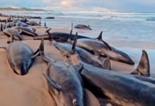 157 ballenas mueren en Tasmania: un misterio marino