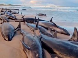 157 ballenas mueren en Tasmania: un misterio marino