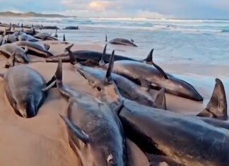 157 ballenas mueren en Tasmania: un misterio marino