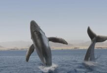 Secretos Submarinos: lo que nunca supiste sobre las ballenas