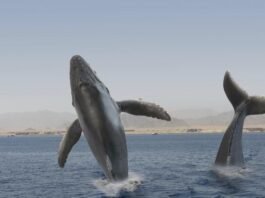 Secretos Submarinos: lo que nunca supiste sobre las ballenas
