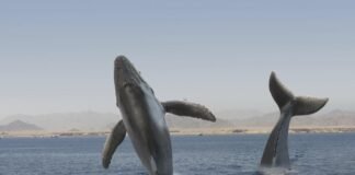 Secretos Submarinos: lo que nunca supiste sobre las ballenas