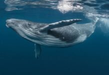 ¡Ballenas: Las grandes fertilizadoras de los océanos!