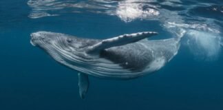 ¡Ballenas: Las grandes fertilizadoras de los océanos!