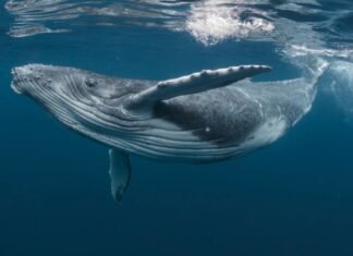 ¡Ballenas: Las grandes fertilizadoras de los océanos!