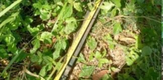 Apresan en Barahona a haitiano acusado de matar a su madrastra en El Seibo.