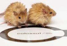 ¡Cerca de la Desextinción! Crean Ratón con Pelo de Mamut