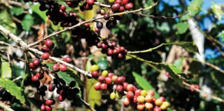 Impacto de los Aranceles de Trump en Productos Dominicanos