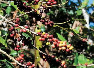 Impacto de los Aranceles de Trump en Productos Dominicanos