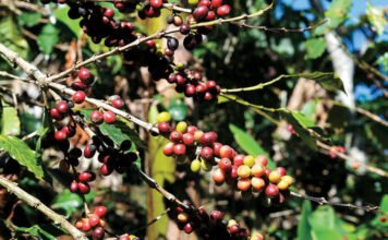 Impacto de los Aranceles de Trump en Productos Dominicanos