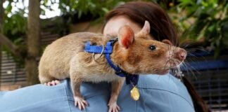 Un ratón en Camboya establece récord de detección de minas