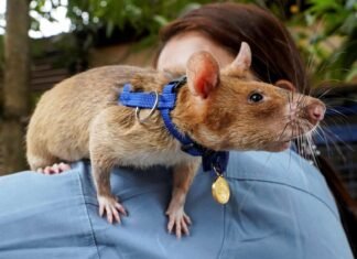 Un ratón en Camboya establece récord de detección de minas