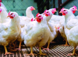 RD entre los 21 países o bloques que suspendieron las compras de pollo de Brasil por gripe aviar