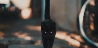 «Ni te cases, ni te embarques»… hoy es martes 13