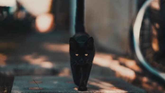 crop-w5819-h3881-martes-13-mitos-y-supersticiones--focus-0-0-896-504