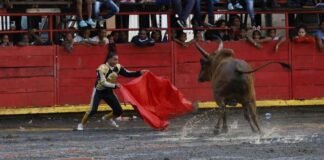 Inician los preparativos para las corridas de toros en El Seibo