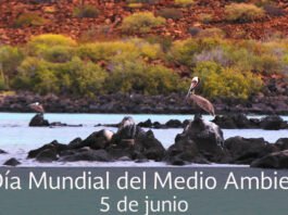5 de junio, Día Mundial del Medio Ambiente
