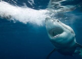 Una niña de nueve años resulta herida por un ataque de tiburón en una playa de Florida